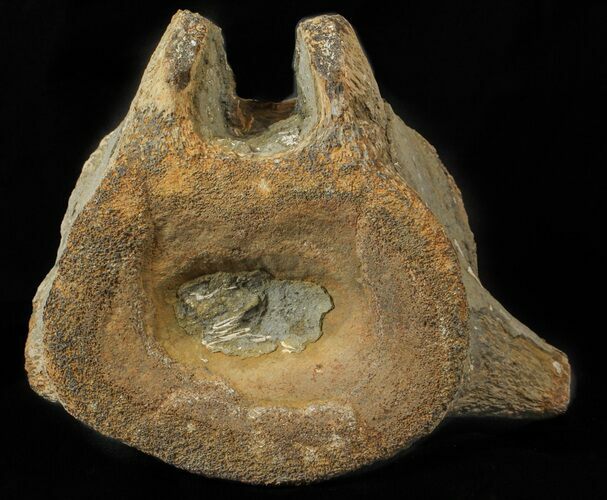 Pliosaur (Liopleurodon) Vertebrae - England #62703